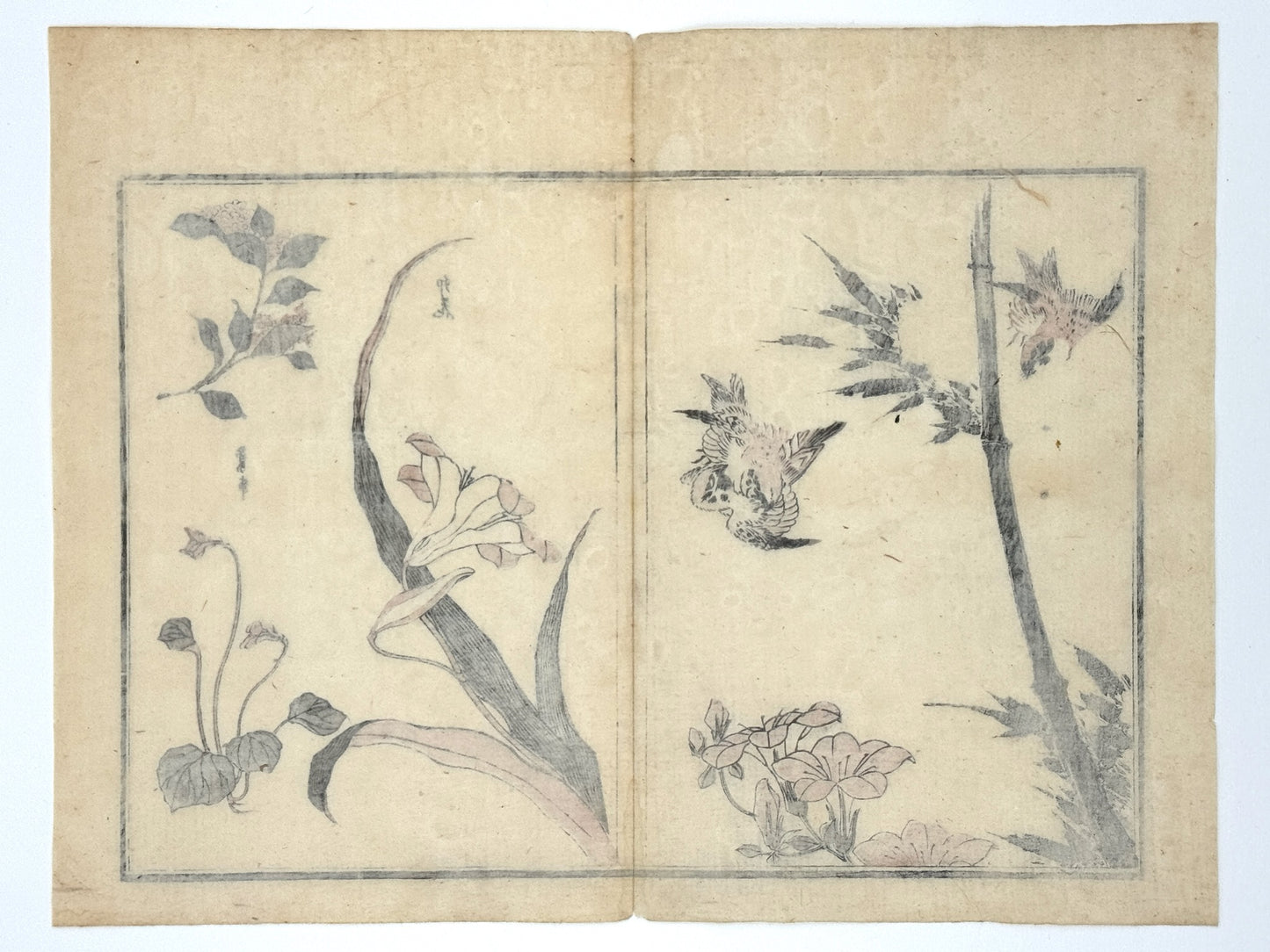 Estampe Japonaise de Hokkei Toyota,  la manga, trois Moineaux virevoltant autour d'un bambou, lys asiatique, lys japonais, fleurs d'eupatoire et rose trémière. Dos estampe. 