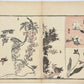 Estampe japonaise de Toyota Hokkei, fleurs de glycine ocre orangé, insecte, fleurs de camphrier. croquis Herbier japonais, dos estampe