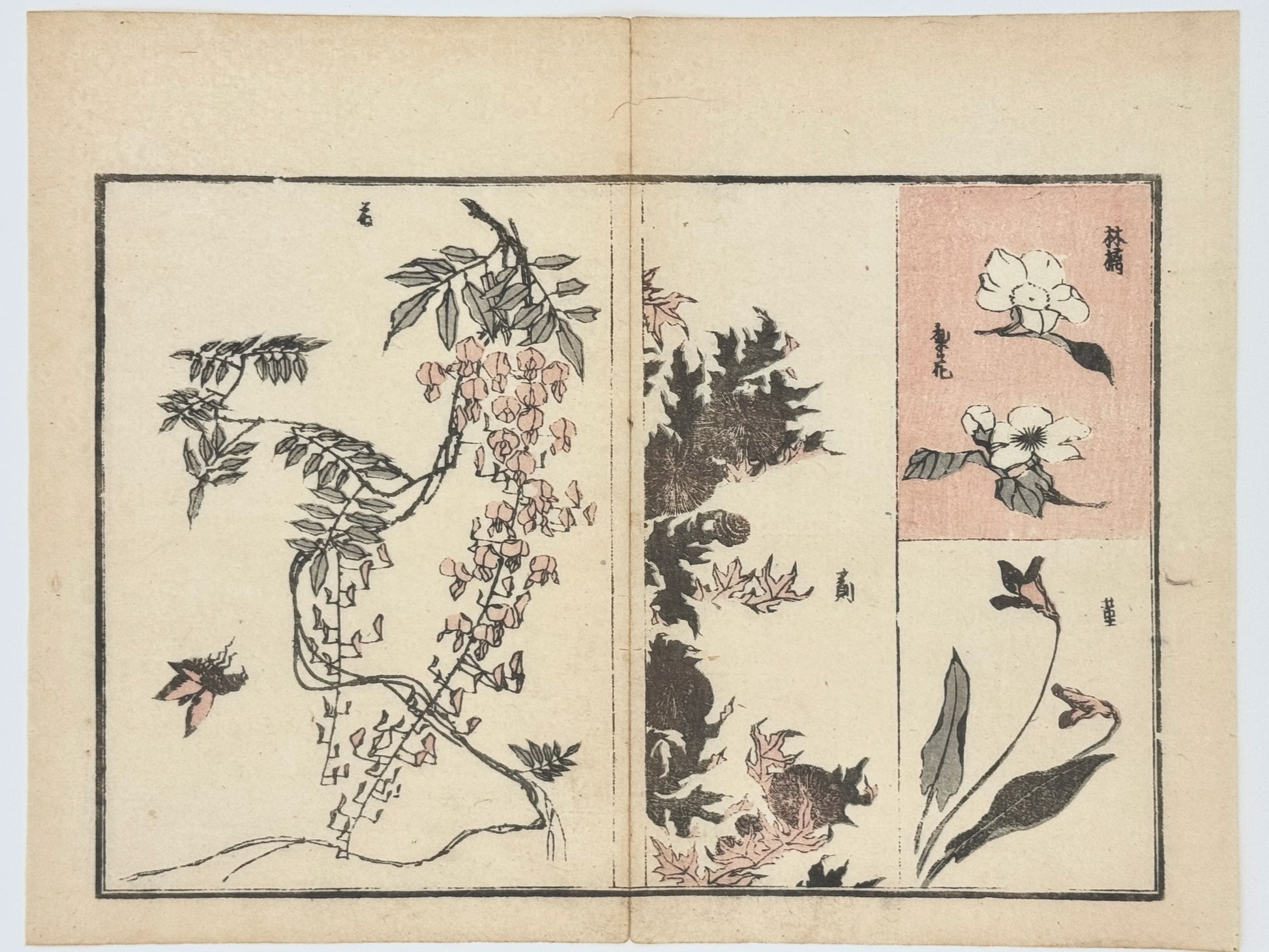 Estampe japonaise de Toyota Hokkei, fleurs de glycine ocre orangé, insecte, fleurs de camphrier. croquis Herbier japonais, dos estampe