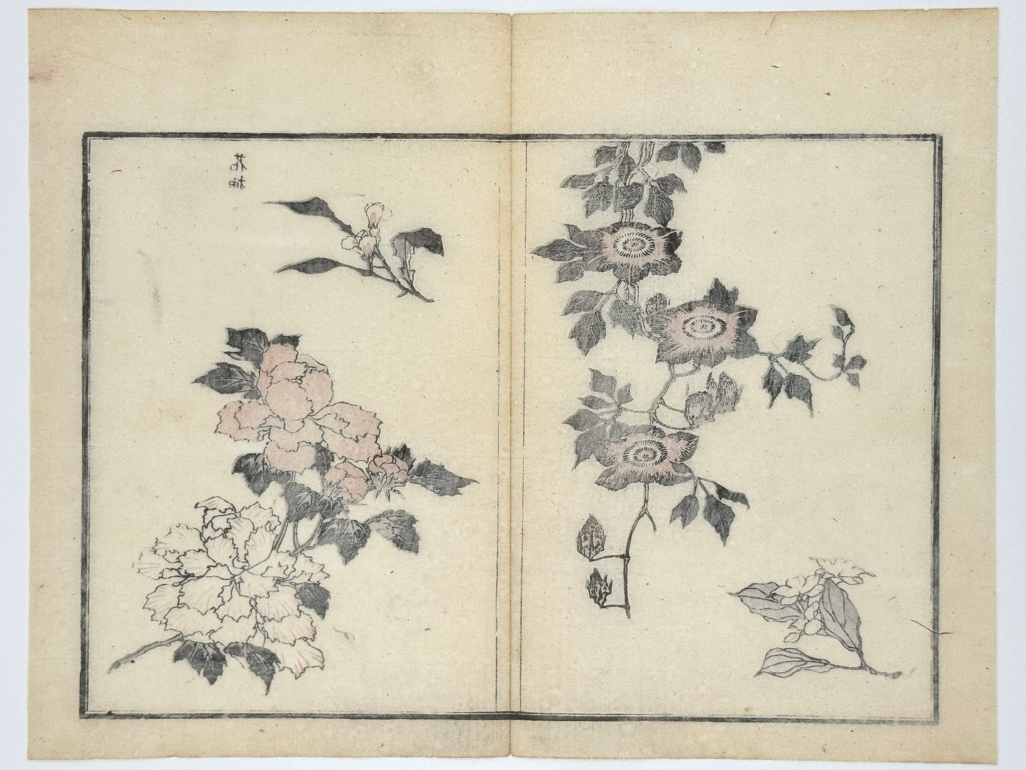 Estampe japonaise de Toyota Hokkei, fleurs de clématite, Pivoine et oeillet, dos estampe