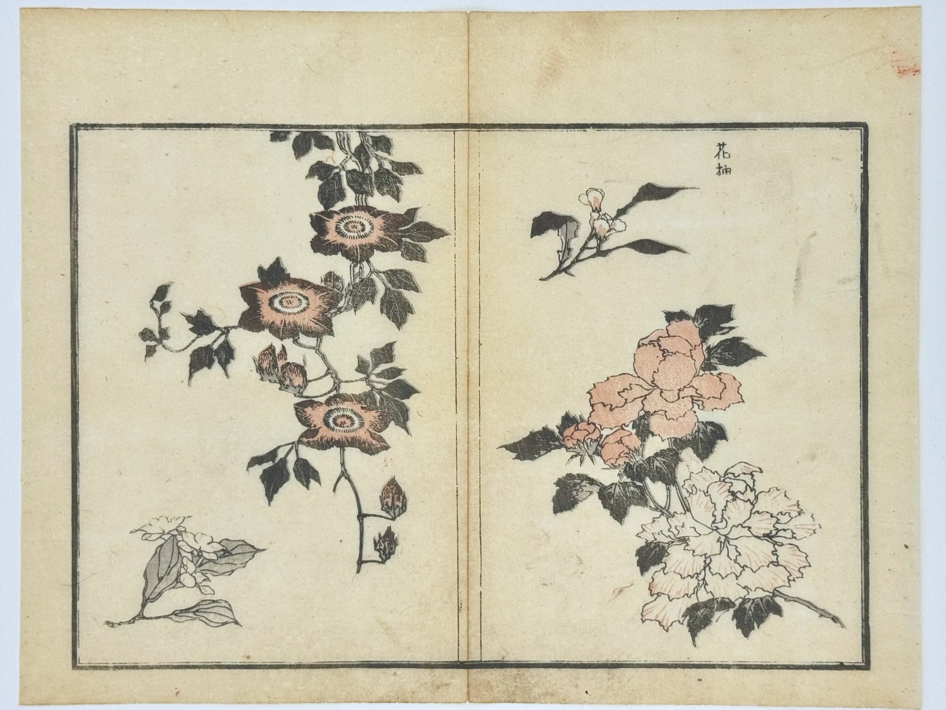 Estampe japonaise de Toyota Hokkei, fleurs de clématite, Pivoine et oeillet. 