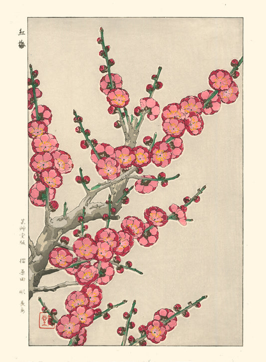 reproduction estampe japonaise branche de prunier en fleurs rose et rouge au printemps