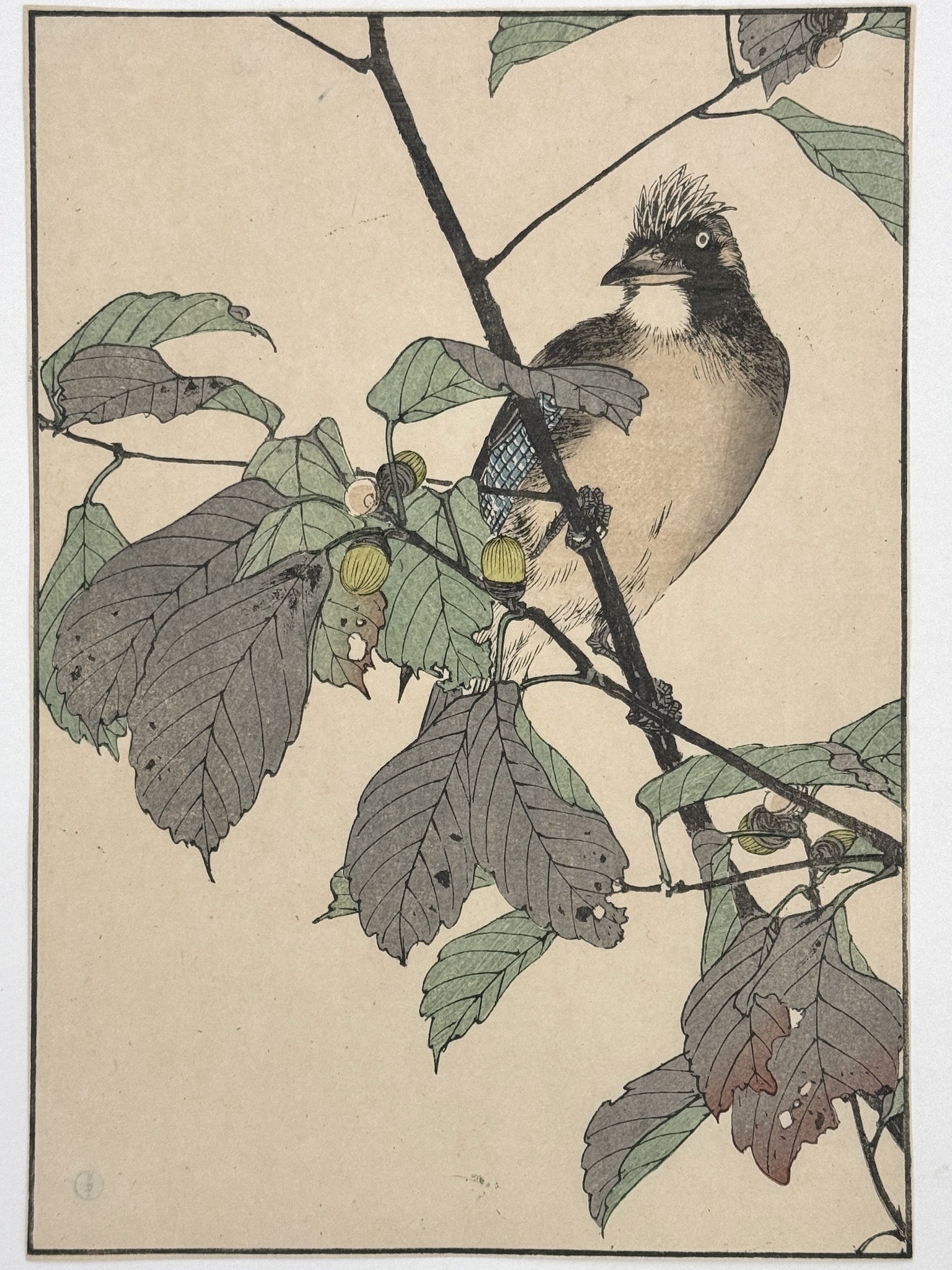 estampe japonaise de Keinen, oiseau sur une branche de chêne