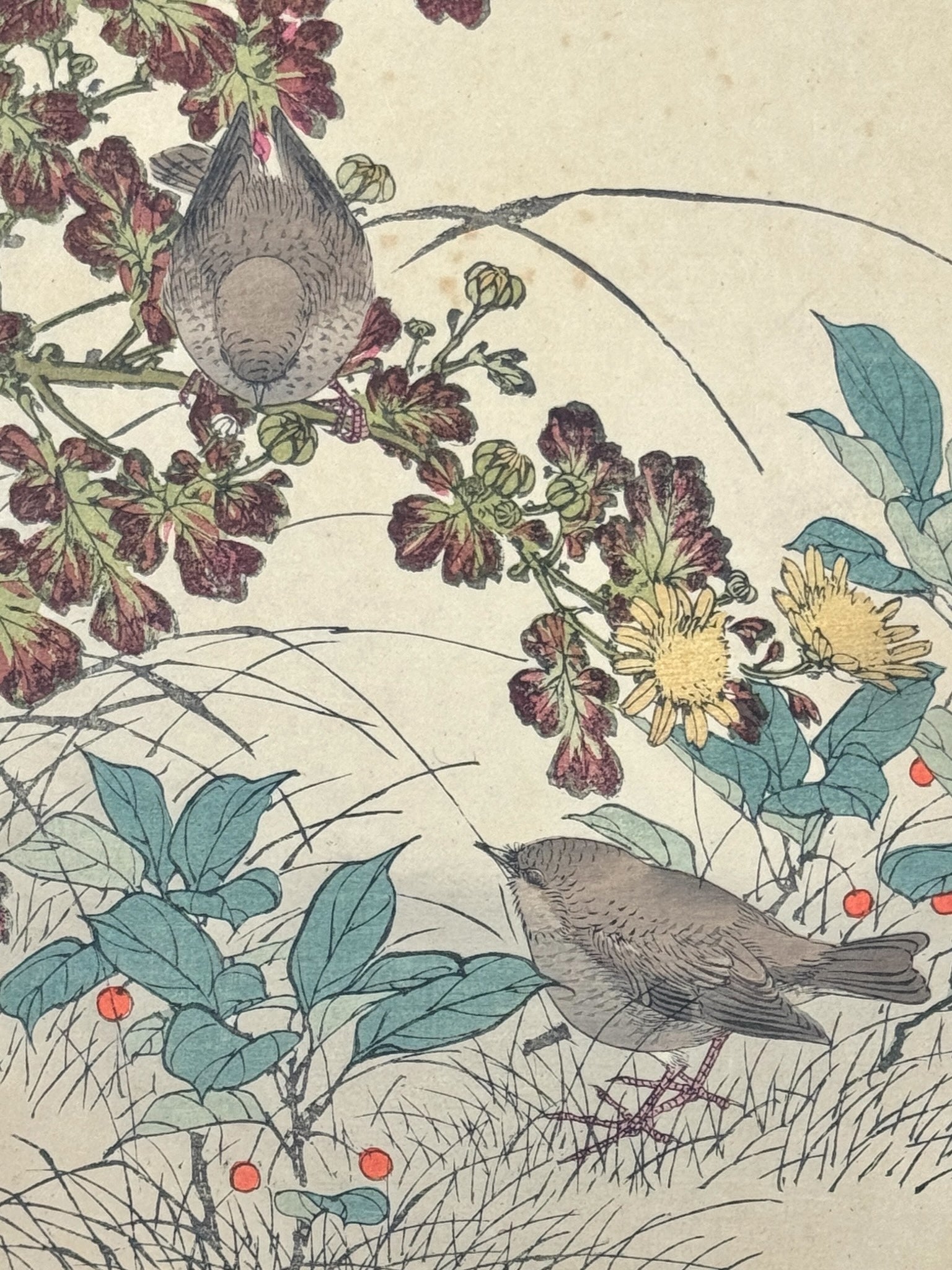 Estampe Japonaise de Keinen, troglodytes et chrysanthèmes, fleurs et oiseaux petites baies rouges, gros plan sur deux oiseaux