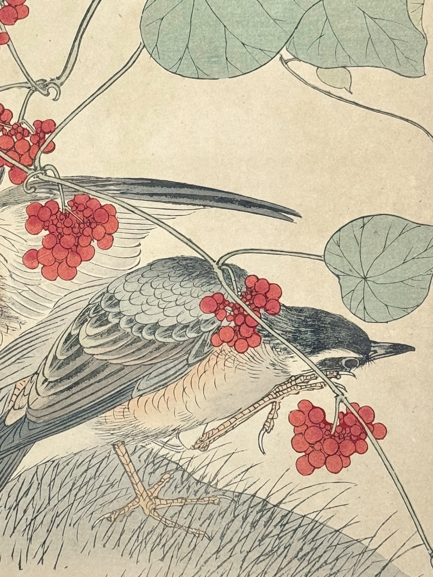 Estampe Japonaise Keinen Imao, grives et vigne serpent, fruit rouge, oiseau, feuilles vertes, gros plan sur l'oiseau au sol
