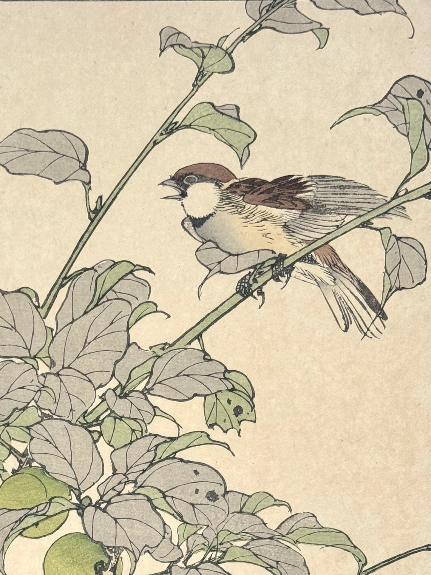 Estampe Japonaise de Imao Keinen, été, moineau et prunier, branche, feuille et oiseau