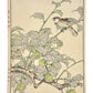 Estampe Japonaise de Imao Keinen, été, moineau et prunier, branche, feuille et oiseau, fruits verts
