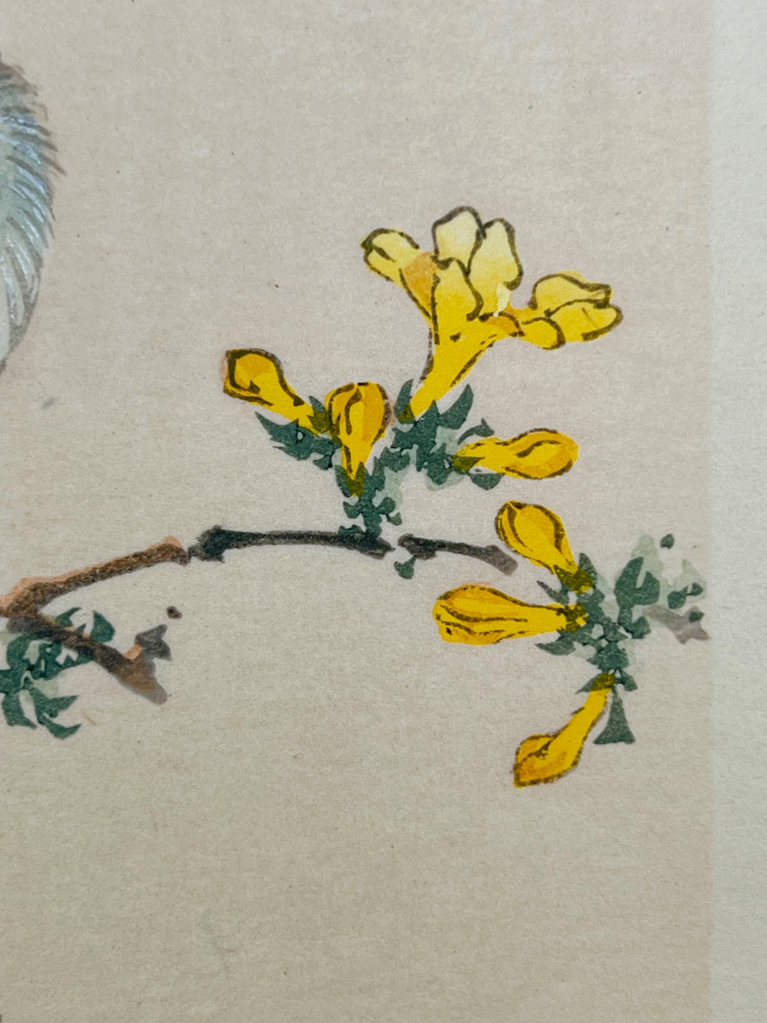 estampe japonaise oiseau et fleurs jaunes, gros plan boutons fleurs jaune