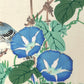 estampe japonaise oiseau et fleurs bleues, fleurs de liseron bleue