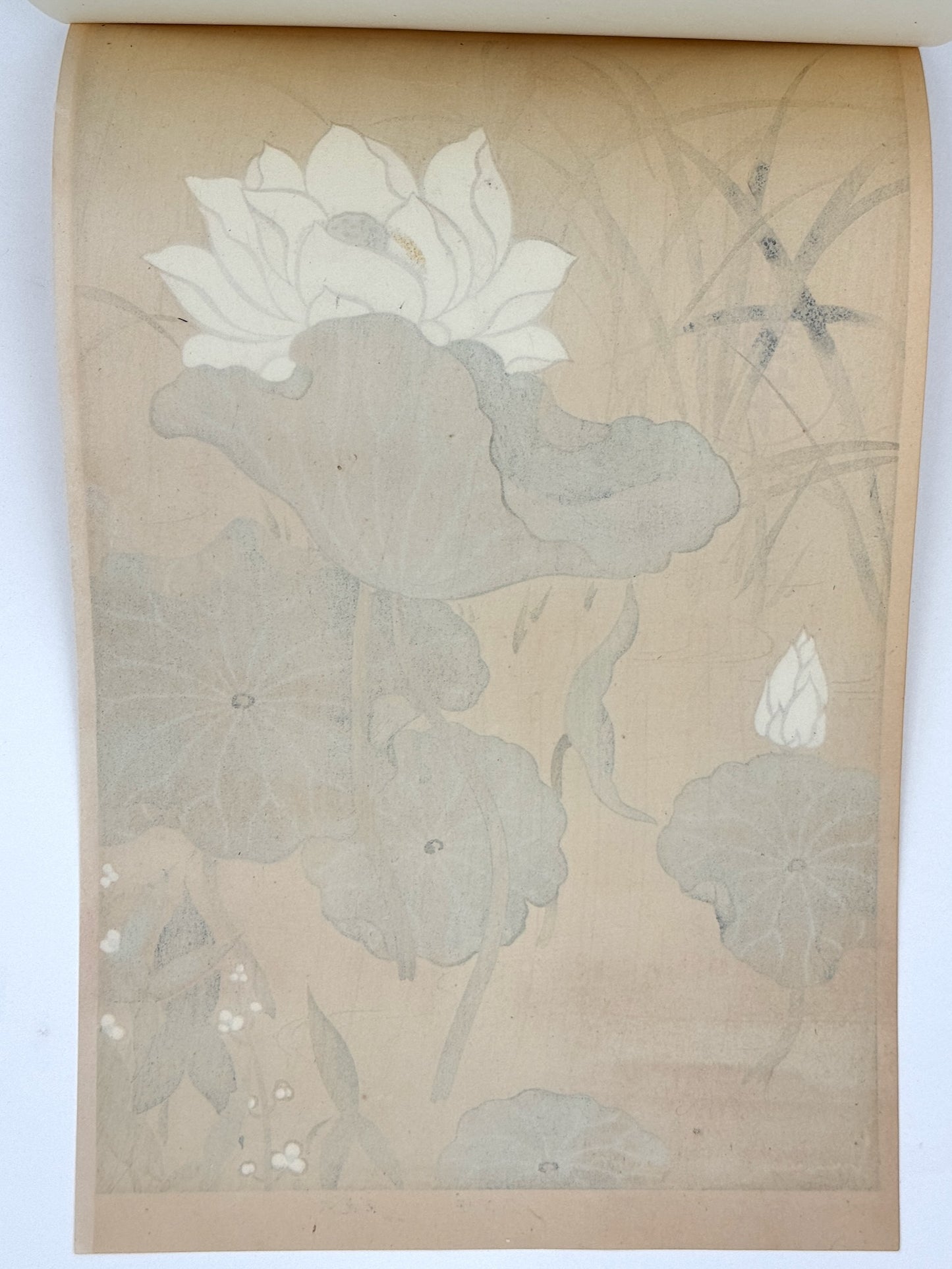 estampe japonaise école Rinpa de sotatsu, fleurs  de lotus verso