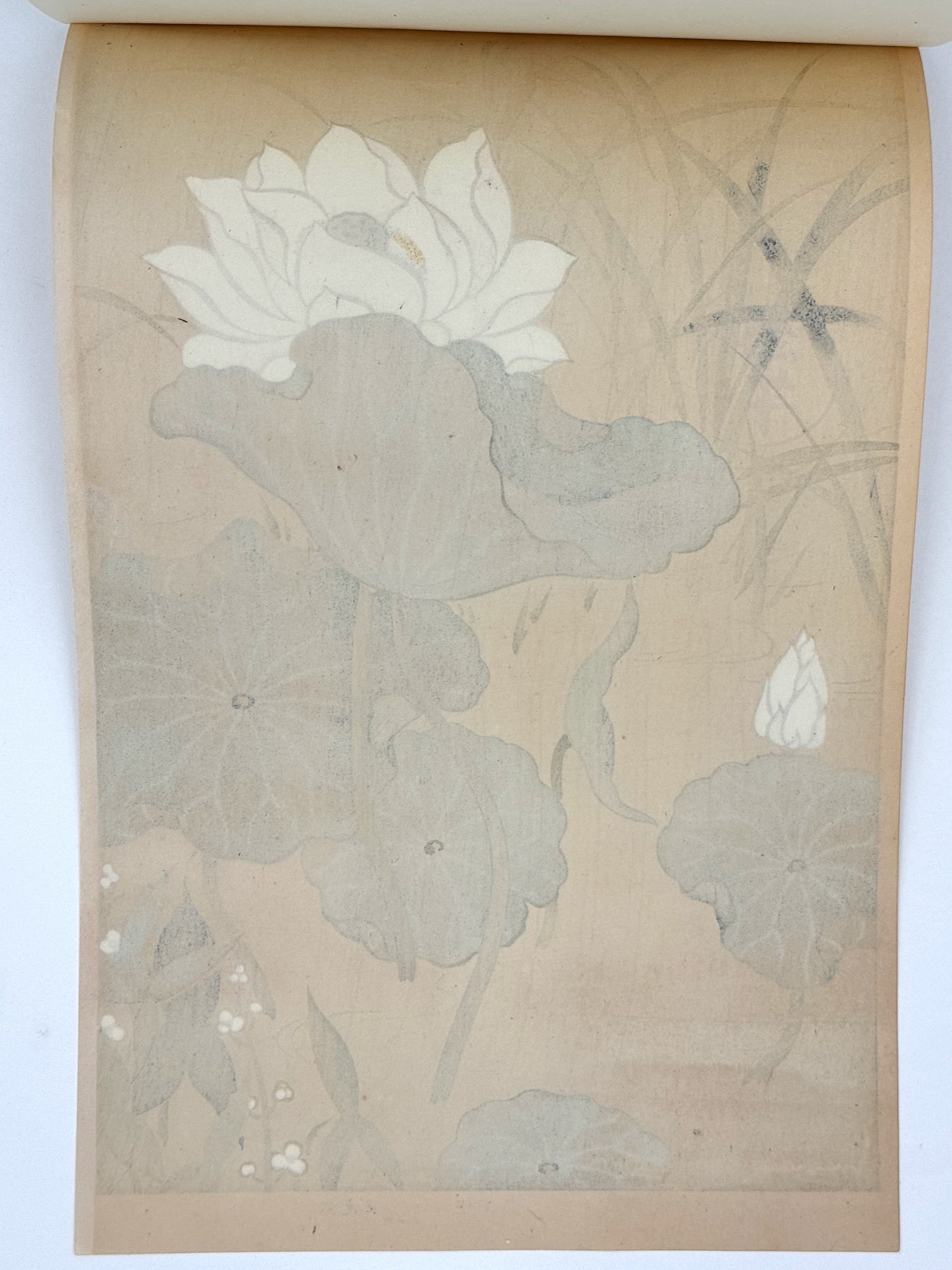 estampe japonaise école Rinpa de sotatsu, fleurs  de lotus verso