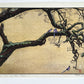 Estampe japonaise de Yoshida Toshi deux pies sur une branche de prunus en fleurs à la fin de l'hiver, une pie au sol qui les regarde